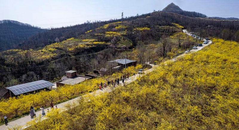 连翘花开 嵩宣供图 (5).jpg