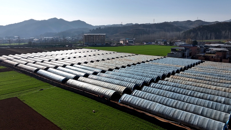 羊肚菌等菌种和种植大棚 (1) 贾元皓摄.jpg 羊肚菌等菌种和种植大棚 (1) 贾元皓摄.jpg