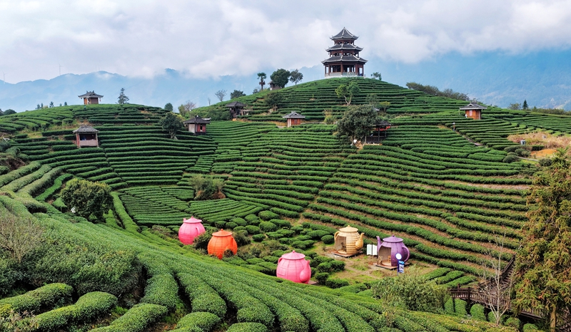 三江侗族自治县八江镇布央村仙人山茶园(龚普康 摄).jpg 三江侗族自治县八江镇布央村仙人山茶园(龚普康 摄).jpg