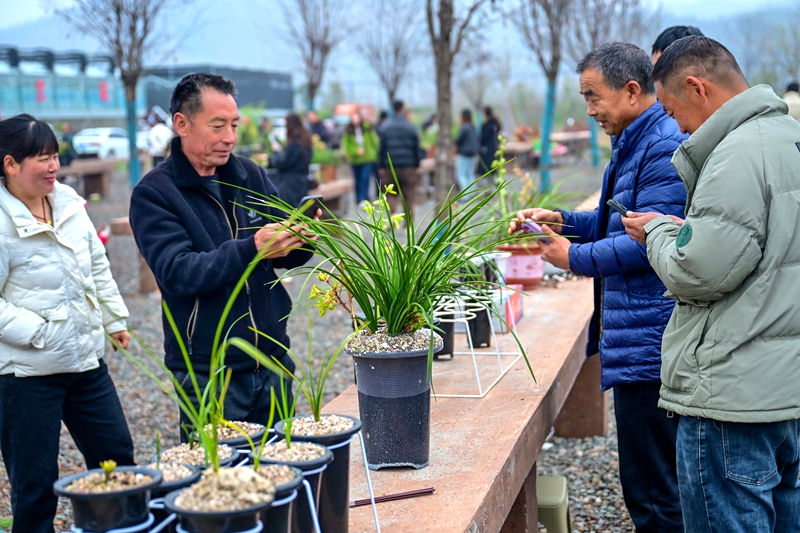 兰花交易会现场 (2) 赵明辰摄.jpg 兰花交易会现场 (2) 赵明辰摄.jpg