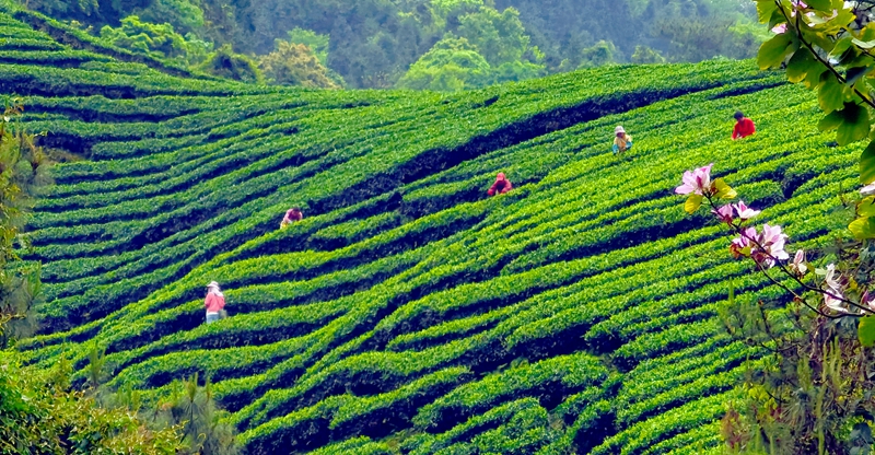 昭平县大脑山高山生态茶园采春茶(喻相泉摄).jpg 昭平县大脑山高山生态茶园采春茶(喻相泉摄).jpg