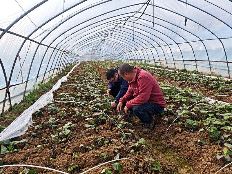 来安农商银行七里支行客户经理实地走访紫薯种植基地 李晓婉摄.jpg 来安农商银行七里支行客户经理实地走访紫薯种植基地 李晓婉摄.jpg