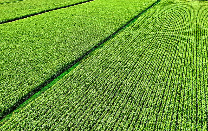 机械赋能高标准农田,沃野铺绿绘丰收(图片资料).jpg 机械赋能高标准农田,沃野铺绿绘丰收(图片资料).jpg