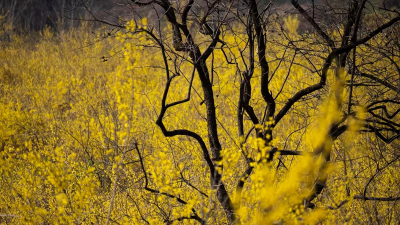 连翘花开 嵩宣供图 (4).jpg