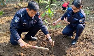 警民携手 绿化南疆