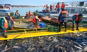 嵩县陆浑水库生态增养殖模式入选全国典型案例