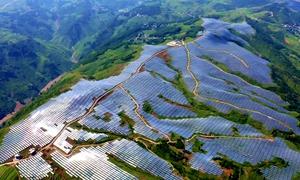 贵州威宁：乌蒙春潮涌 “链”上产业“新”