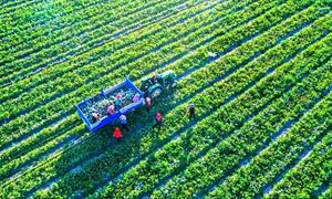 从“沙逼人退”到“沙里生金” 民勤沙海里的“致富经”