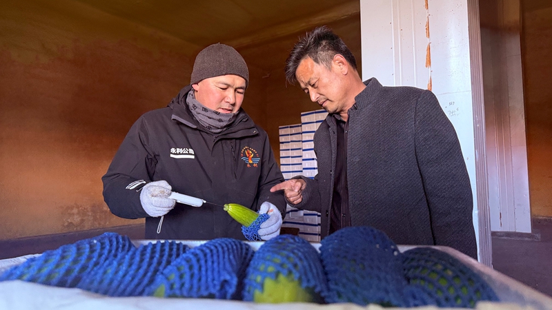 图为：3月5日，九师白杨市塔城市永利商贸有限责任公司的仓储园区内一片繁忙：工作人员正在严格抽检葫芦瓜。苟汇敏摄 (3).JPG