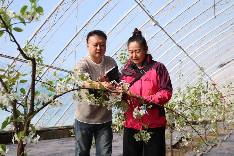 3月19日，在芳草湖农场新疆绿丰农业产业科技开发有限公司的设施大棚内，六师农业科学研究所工作人员正在查看玉露香梨长势。（朱小丽 杜仪 摄）.jpg