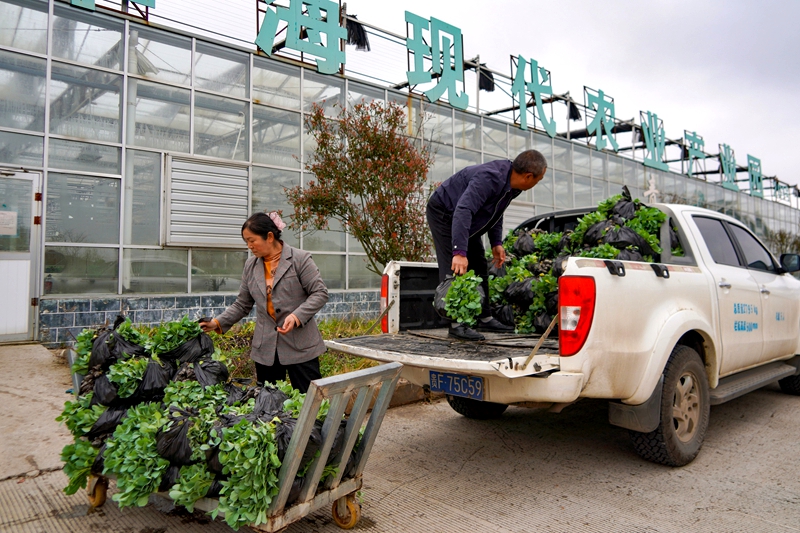 在威宁江楠育苗中心，种植大户在将待移栽的菜苗装车.jpg