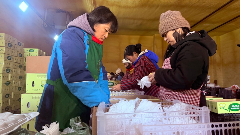 图为：3月5日，九师白杨市塔城市永利商贸有限责任公司的仓储园区内一片繁忙：工人麻利分拣打包香梨。苟汇敏摄 (3).JPG