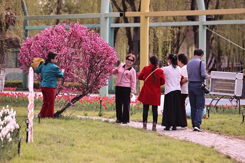 2026年4月18日，青格达湖旅游风景区游客欣赏郁金香花。 李华北 摄.JPG