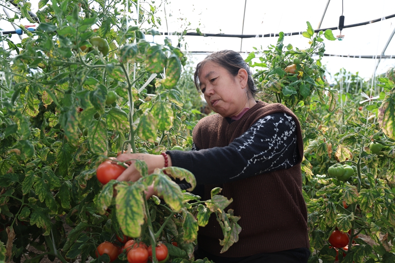3月19日，在芳草湖农场新疆绿丰农业产业科技开发有限公司的设施大棚内，工作人员正在采收西红柿。（朱小丽 杜仪 摄）.jpg