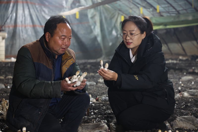 3月10日，在军户农场九仙菇食用菌种植专业合作社的蘑菇大棚里，农场三连党支部书记陈文洁（右）和社员仔细查看双孢菇的长势。（朱小丽 杜仪 摄）.jpg