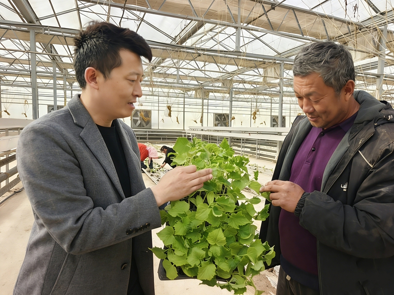 3月25日，在共青团农场的新途农业科技育苗基地，五家渠新途农业有限公司副总经理 薛新伟（左）和种植户查看西甜瓜育苗长势。（徐春梅 摄）.jpg