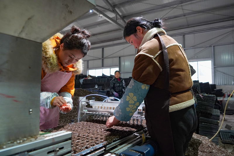在威宁江楠育苗中心，务工群众在自动化一体播种机前排查漏播情况并补播.jpg
