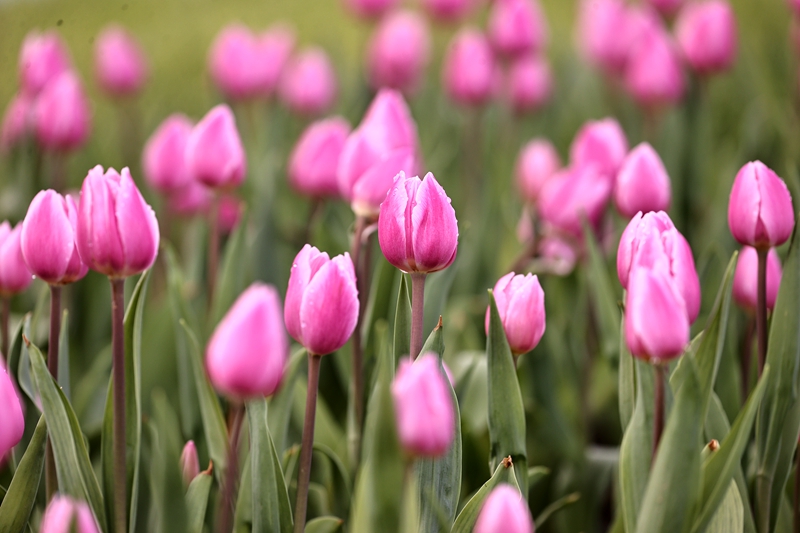 2026年4月18日，青格达湖旅游风景区游客欣赏郁金香花。 李华北 摄 (6).JPG