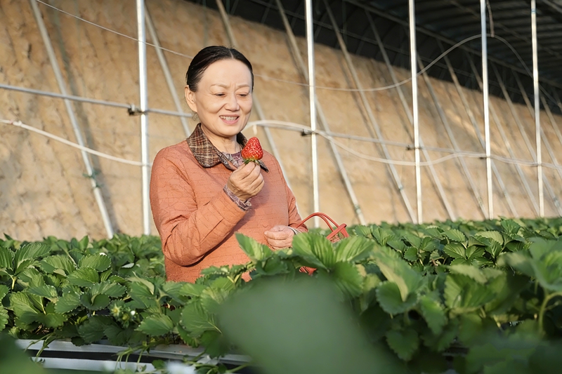 3月26日，游客正在一〇一青湖镇五连沙山湖生态农业农民专业合作社的草莓大棚采摘高架草莓。（朱小丽 杜仪 摄）.jpg