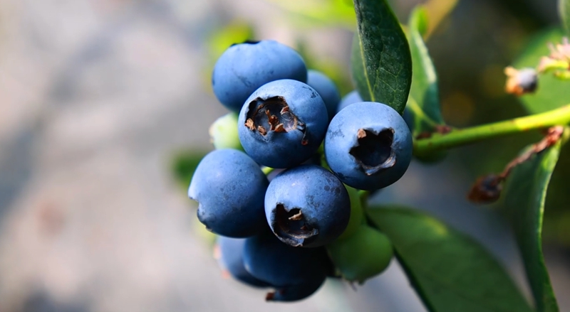 蓝莓丰收，枝头紫玉盈盈，诠释土特产价值。.jpg