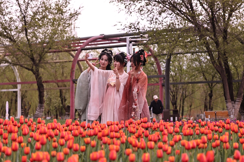 2026年4月18日，青格达湖旅游风景区游客欣赏郁金香花。 李华北 摄 (28).JPG