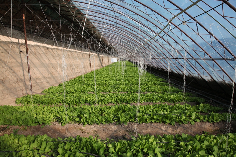 3月6日，新疆生产建设兵团第六师芳草湖农场新疆绿丰农业产业科技开发有限公司的大棚一景。李华北 摄.jpg