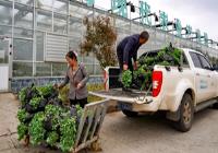 贵州威宁：育出好苗子 静待菜飘香