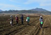 临江市葫芦套村：水淹地种出“金麦穗”