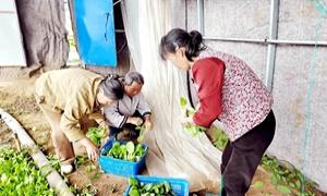 云阳镇：蔬菜基地蓬勃发展 特色产业赋能民生