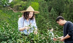 春山见证：石台县十年政企接力振兴路