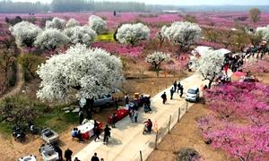 堌集镇：千亩百年梨园迎客来 “梨花经济”助力乡村振兴