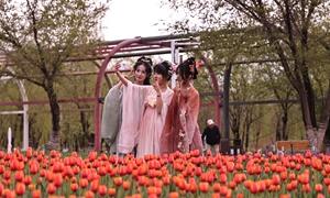 五家渠“花”样逆袭：一朵郁金香撬动一座城的“赏花经济”