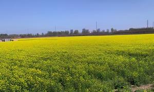 千亩油菜花海绘就乡村振兴新画卷