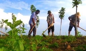 河南南召：百花齐放兴产业 药香四溢惠民生