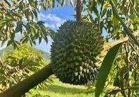南桥镇：20万斤榴莲7月上市 打造热带农业新名片