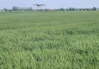 金安区东河口镇：“三措并举”织密小麦防控网 全力守护夏粮丰收