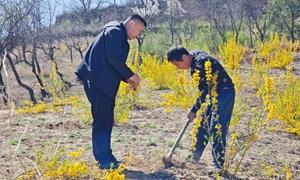 曹家垣乡:用苦连翘换百姓日子甜