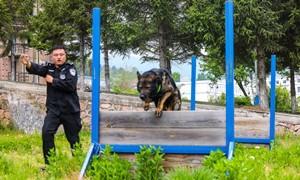 夏季练兵 火力“犬”开