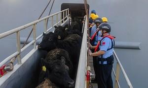 27小时，3999头种牛背后的“边检速度”