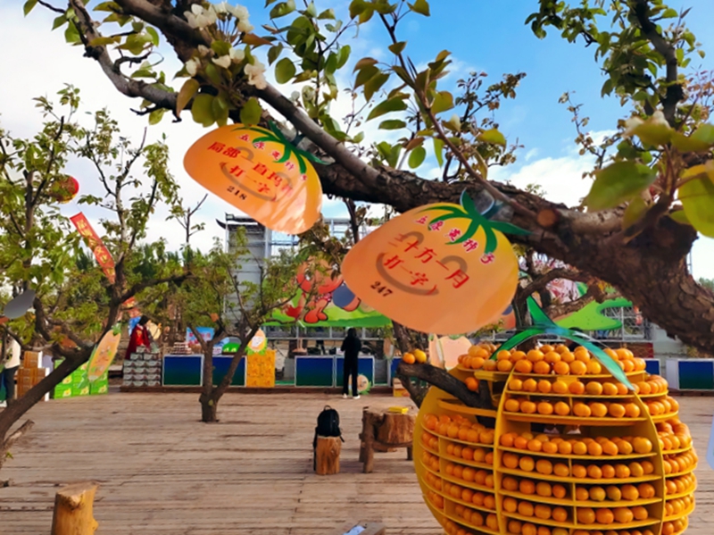 五原黄柿子文化旅游活动开幕式现场，黄柿子展台.jpg
