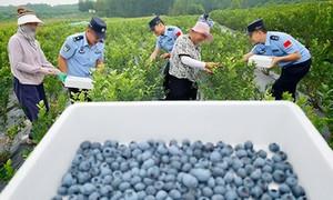 果园里来了群“警察亲戚”