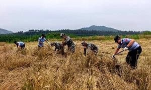 藏蓝身影护航“金麦穗” 民警助农抢收小冰麦