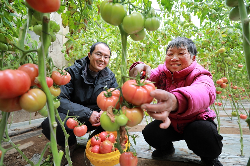 双楼村番茄丰收.jpg
