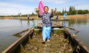一湖碧水养好物 微山湖鲜叫响“好品山东”