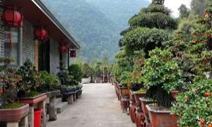 长阳高家堰“向山借绿” 45载炼成“华中盆景第一镇”