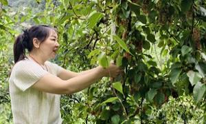 红果满山坳,五味子“熬”出甜日子